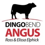 Dingo Bend Angus